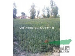 供應(yīng)1-3年生沙棗樹苗，便宜沙棗樹苗批發(fā)價(jià)格