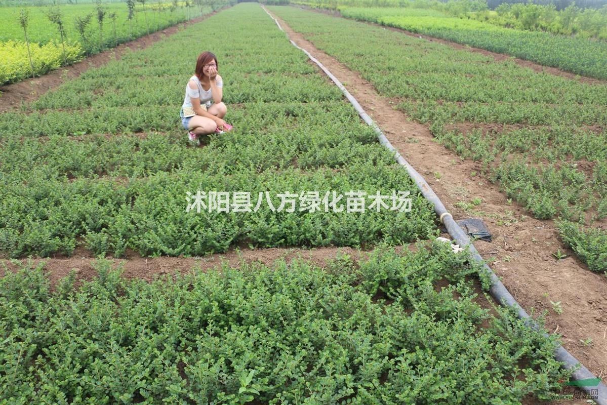 平枝荀子  批發(fā)平枝荀子，平枝荀子小苗，花木新品種平枝荀子