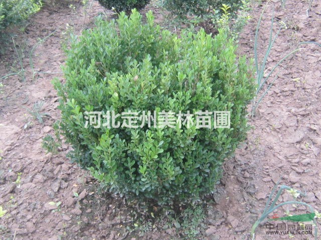低价销售 独杆卫矛球 小叶黄杨球 红叶小檗球