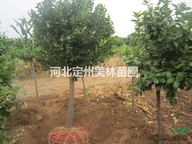 低价销售 独杆卫矛球 小叶黄杨球 红叶小檗球