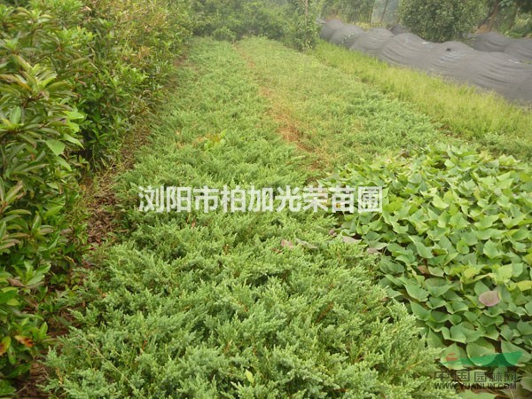 銷售高度25~40公分鋪地柏 坡地庭院常見地被植物鋪地柏