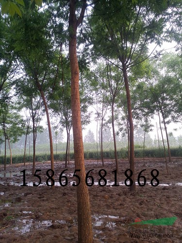 8公分太陽李二級苗和占地苗價格差多少錢