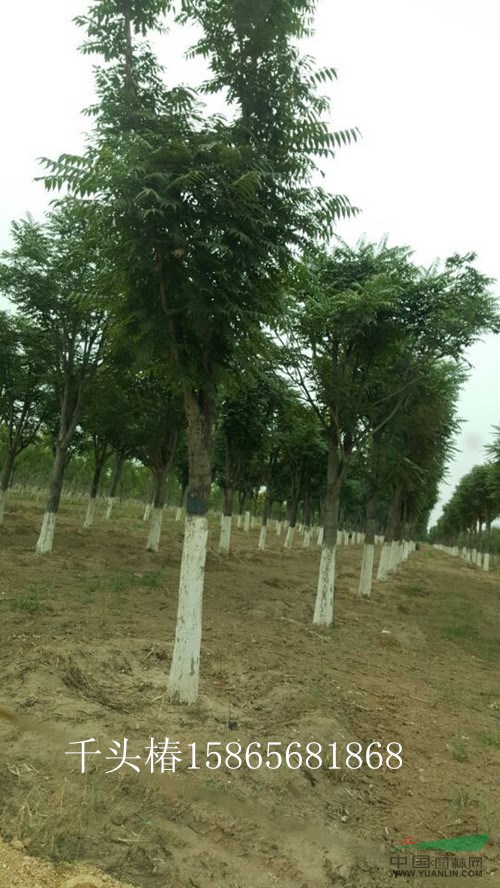 40公分發(fā)冒一年國槐山東鄆城信譽(yù)最好的綠化苗木基地