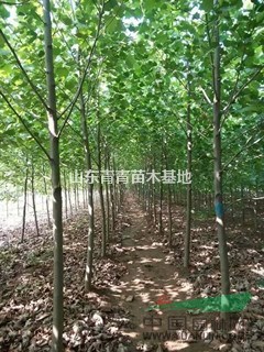 煙臺市6公分速生法桐原生法桐價格