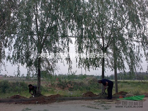 垂柳，青皮柳，黃柳，金絲垂柳價格 基地粗2-5-10-25公