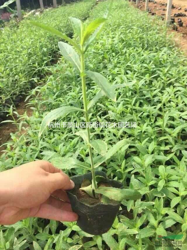 大量直銷馬鞭草，鼠尾草價(jià)格實(shí)惠