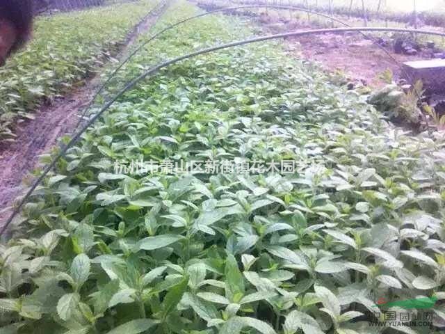 大量直銷馬鞭草，鼠尾草價(jià)格實(shí)惠