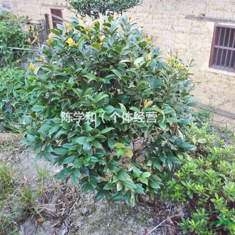 漳州供應(yīng)1-15公分茶花