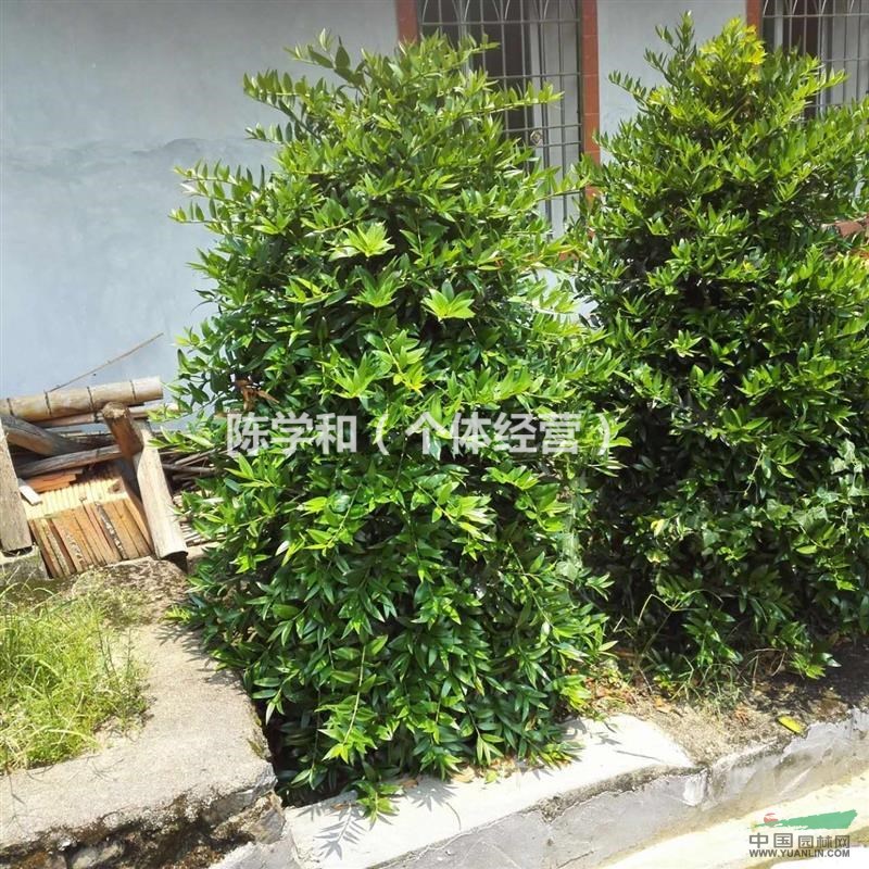 福建供應1-12公分竹柏