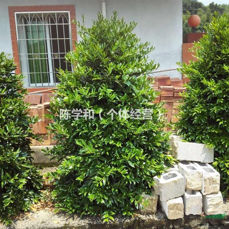 福建供應1-12公分竹柏