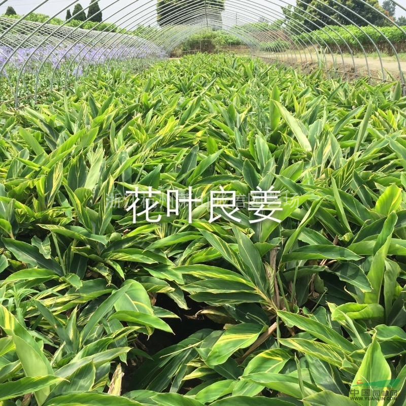 花葉良姜，沿階草、蔥蘭、麥冬、金邊麥冬、玉簪、紅花酢漿草