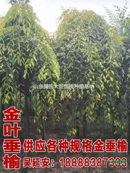 50公分國(guó)槐價(jià)格 國(guó)槐價(jià)格