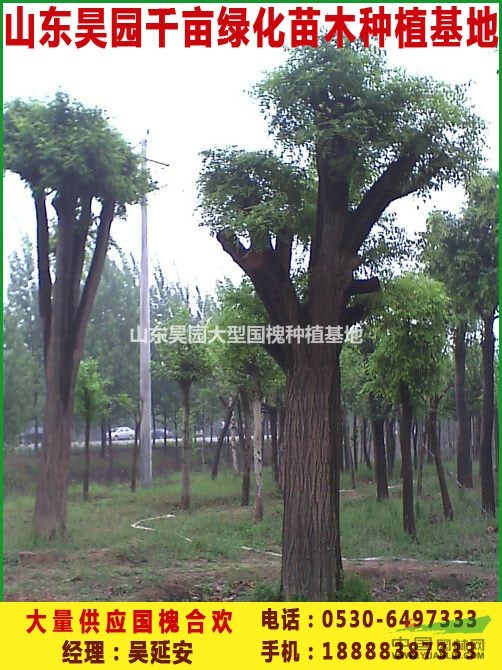10公分國(guó)槐價(jià)格 國(guó)槐價(jià)格