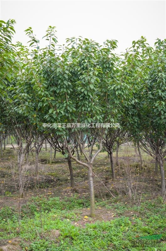 浙江----萬里綠化工程 櫻花3-23公分（6-7公分）