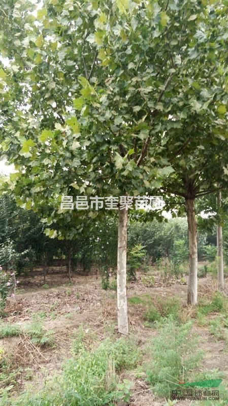 山東昌邑供應(yīng)10-25公分法桐