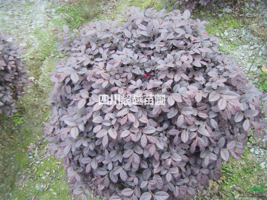紅花繼木、紅花繼木球、紅花繼木小苗