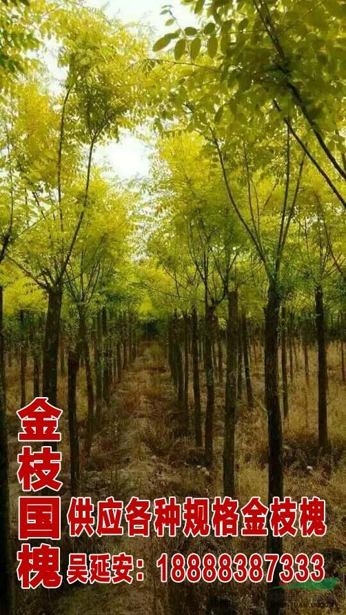 最新國槐價(jià)格 4公分國槐