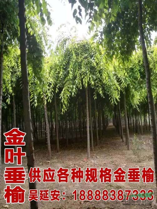 33公分國槐價格 國槐價格 國槐小苗信息