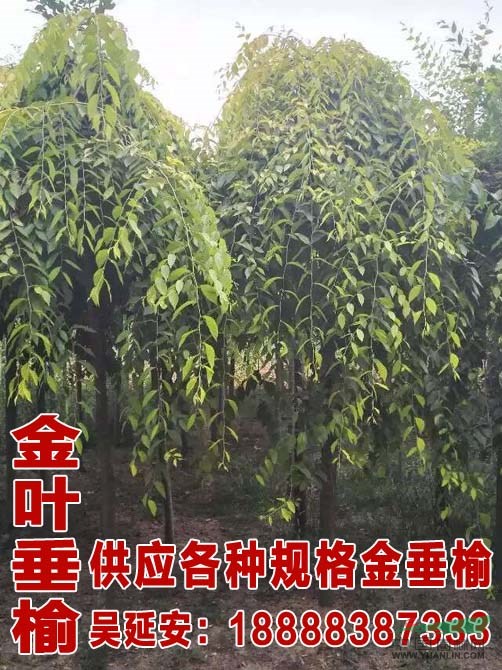 33公分國槐價格 國槐價格 國槐小苗信息