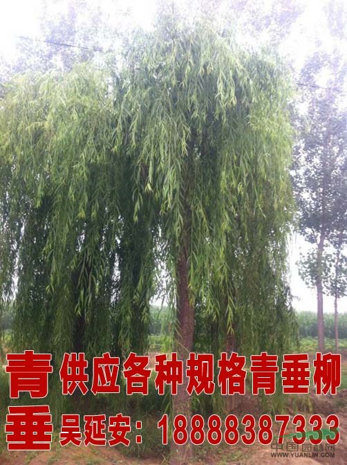 31公分國(guó)槐價(jià)格 國(guó)槐價(jià)格  大規(guī)格國(guó)槐基地