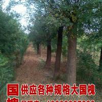 哪里國槐小苗便宜 山東國槐基地