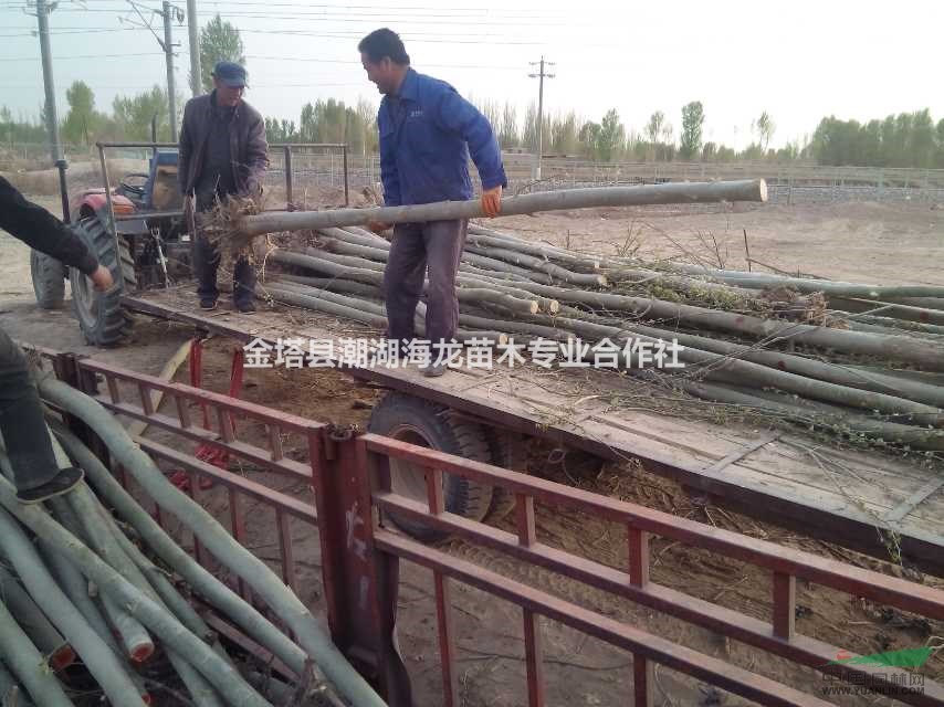 供應新疆楊，批發(fā)新疆楊，最便宜新疆楊多少錢一棵