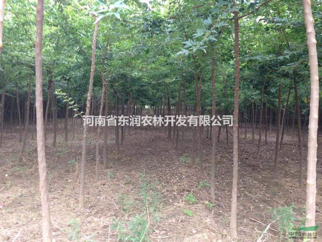 桐柏3公分三角楓價格便宜，找元寶楓、三角楓到哪里價格最低？
