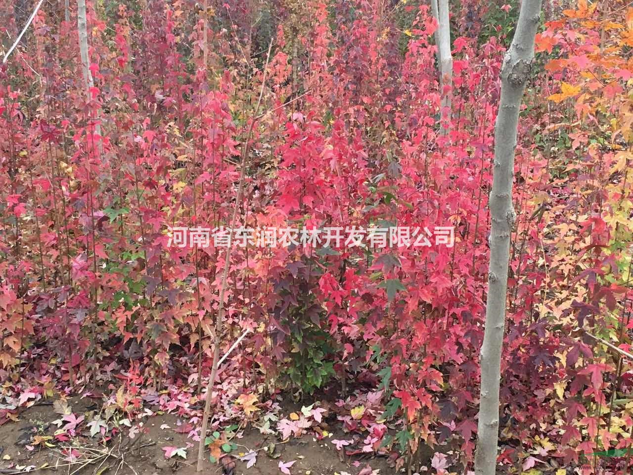 桐柏3公分三角楓價格便宜，找元寶楓、三角楓到哪里價格最低？