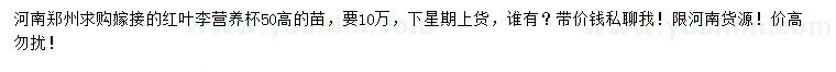求購高50公分紅葉李