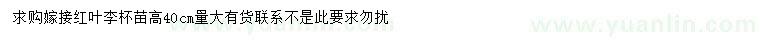 求購(gòu)高40公分紅葉李