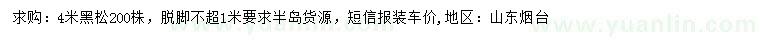 求購4米黑松