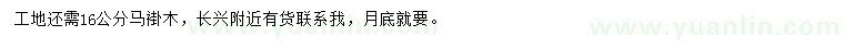 求購(gòu)16公分馬褂木