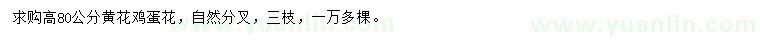 求購高80公分黃花雞蛋花
