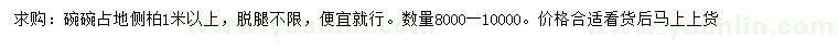 求購1米以上側(cè)柏