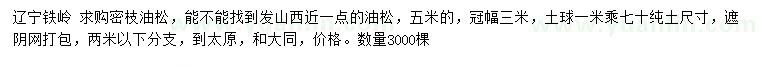 求購5米油松