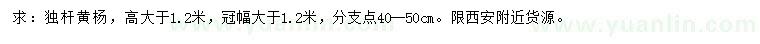 求購高1.2米以上獨桿黃楊