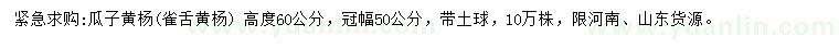 求購(gòu)高60公分瓜子黃楊