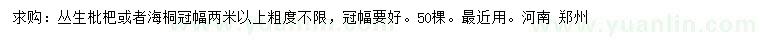 求購叢生枇杷樹、海桐