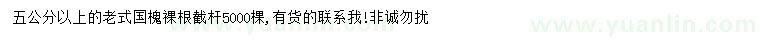 求購5公分以上老式國槐