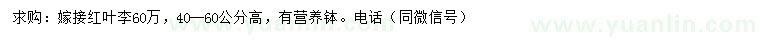求購高40-60公分嫁接紅葉李