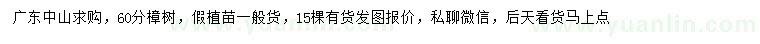 求購60公分樟樹
