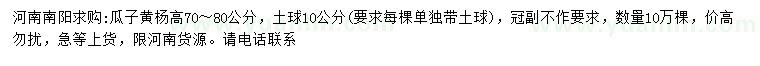 求購高70-80公分瓜子黃楊
