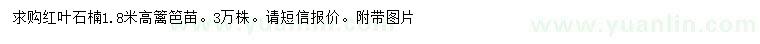 求購(gòu)高1.8米紅葉石楠