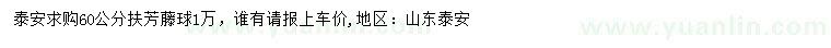 求購60公分扶芳藤球