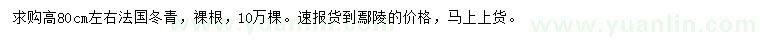 求購高80公分左右法國冬青