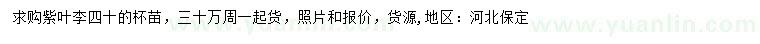 求購40公分紫葉李