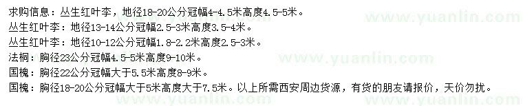 求購(gòu)叢生紅葉李、法桐、國(guó)槐