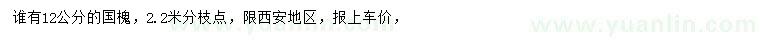 求購12公分國槐