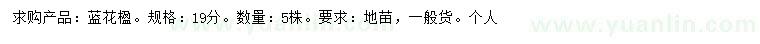 求購19公分藍(lán)花楹