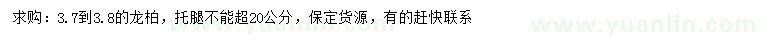 求購3.7-3.8米龍柏